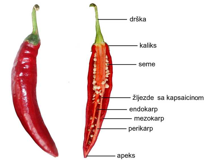 paprika-plod.jpg