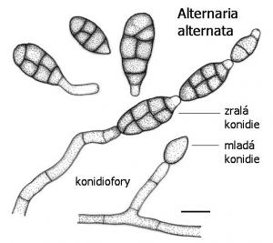 Alternaria alternata