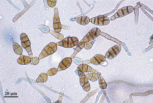 Alternaria