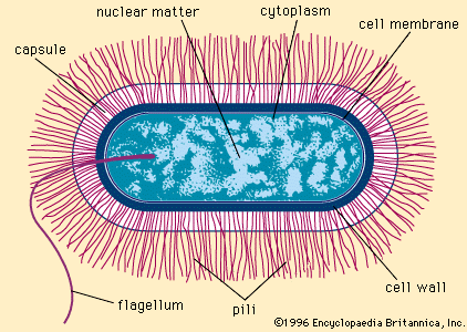 Struktura ćelije bacilus tipa