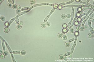 Candida spp.