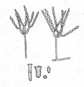 Cladosporium