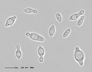 Debaryomyces