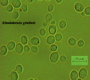 Rhodotorula glutinis