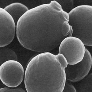 Saccharomyces