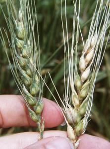 Pšenica napadnuta rodom Fusarium