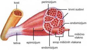 Šematski prikaz građe skeletnog mišića