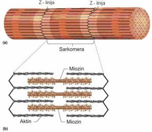 Šematski prikaz građe miofibrila (a) i debelih i tankih miofilamenata (b)