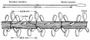Šematski prikaz strukture molekula miozina
