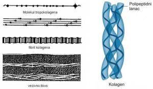 Građa fibrilarnog kolagena