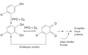 Reakcija posmeđivanja katalisana polifenoloksidazom