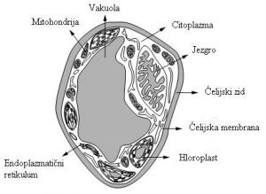 Struktura biljne ćelije