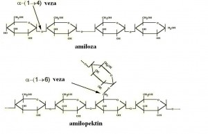 Hemijska struktura amiloze i amilopektina
