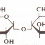 Amiloza