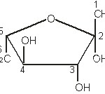 Fruktoza