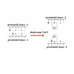 Šematski prikaz uticaja dodavanja NaCl na sposobnost vezivanjavode mišićnih proteina (Degussa Texturant Systems)
