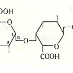 Struktura lanca poligalakturonske kiseline