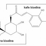 Klorogenska  kiselina sastoji se od kina kiseline i kafe kiseline