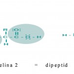 nastanak-peptidne-veze