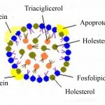 Opći izgled lipoproteinske čestice