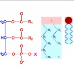 Osnovna struktura fosfolipida