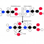 Peptidna veza je rigidna i planarna