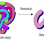 Pri denaturaciji proteina dolazi do prelaza uvijenog oblika u odvijeni oblik