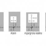 Radikal - aminokiselinski ogranak različite hemijske strukture