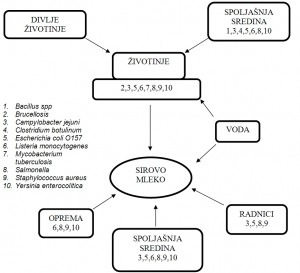 Izvori kontaminacije sirovog mleka patogenim bakterijama