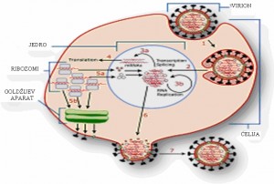 Razmnožavanje virusa