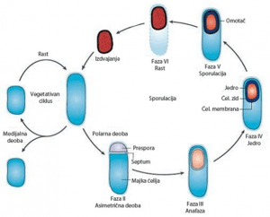 Ciklus Bacillus subtilis